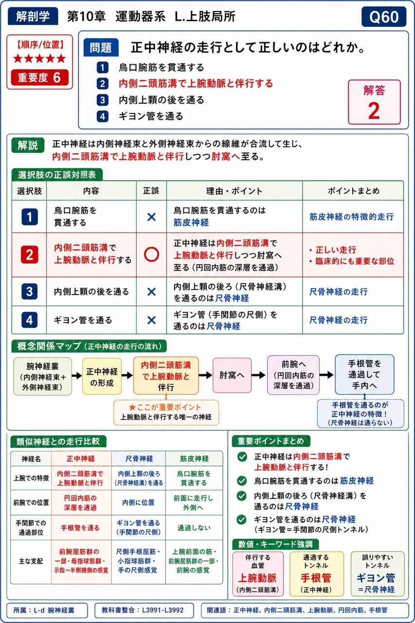 正中神経の走行として正しいのはどれか。 解説図