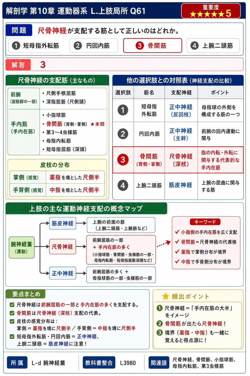 尺骨神経が支配する筋として正しいのはどれか。 解説図