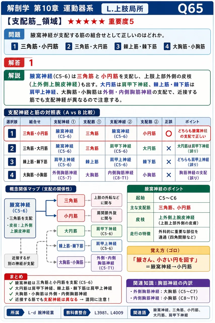 腋窩神経が支配する筋の組合せとして正しいのはどれか。 解説図