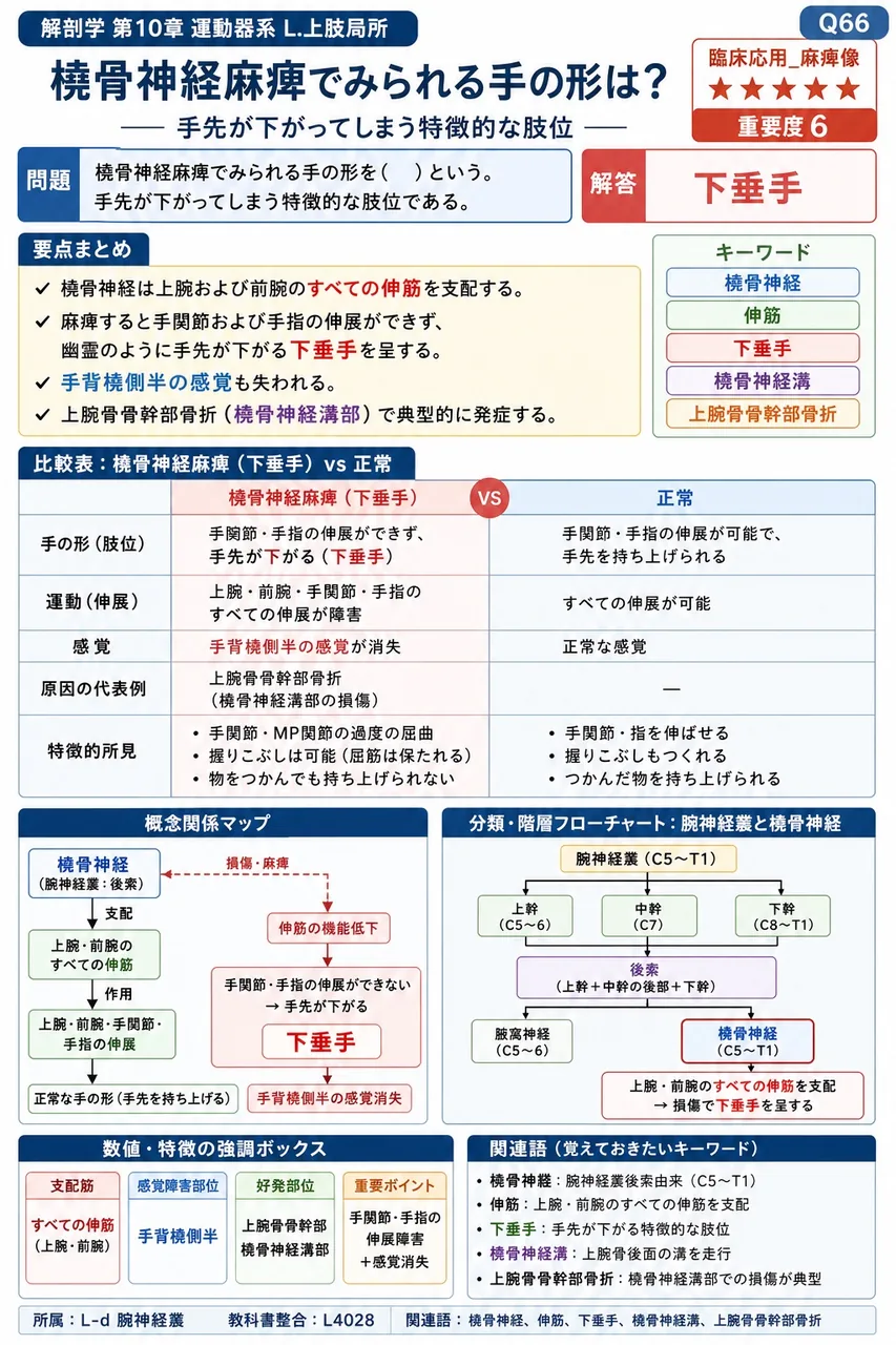 橈骨神経麻痺でみられる手の形を( )という。手先が下がってしまう特徴的な肢位である。 解説図