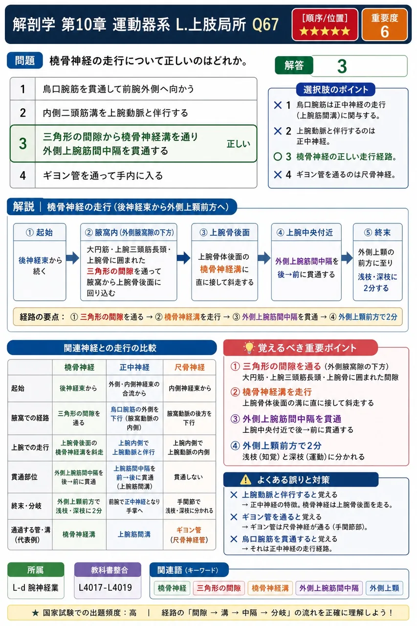 橈骨神経の走行について正しいのはどれか。 解説図
