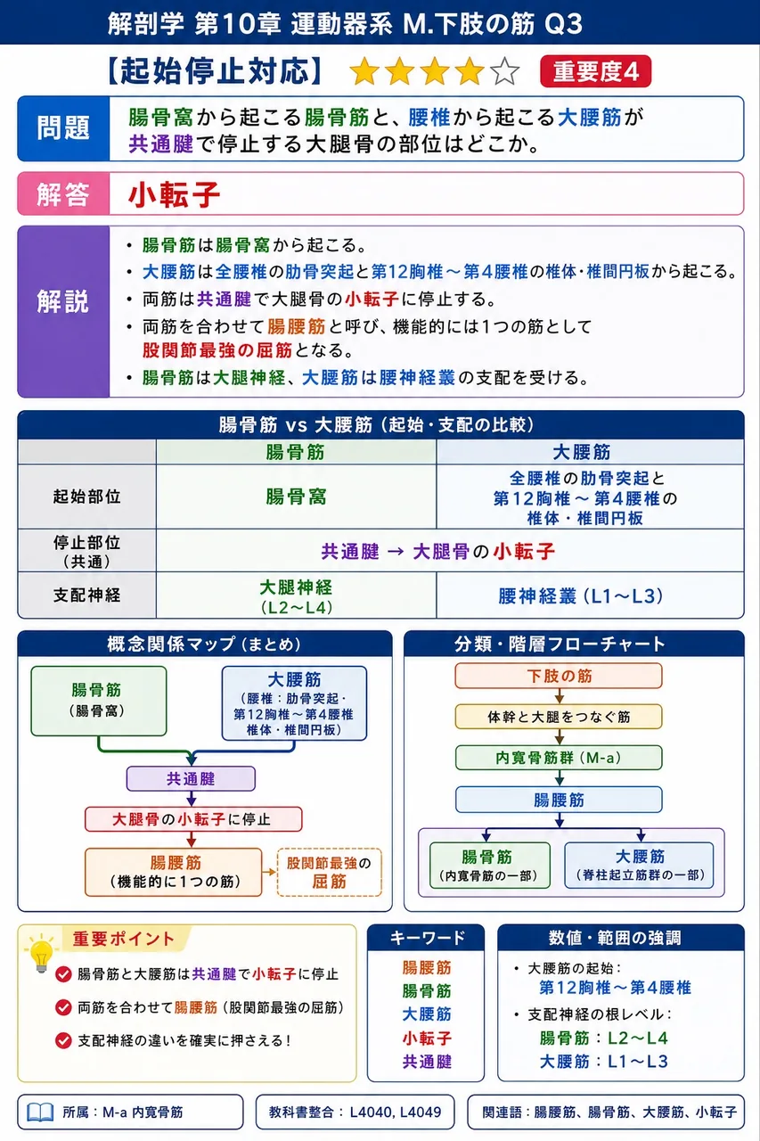 腸骨窩から起こる腸骨筋と、腰椎から起こる大腰筋が共通腱で停止する大腿骨の部位はどこか。 解説図