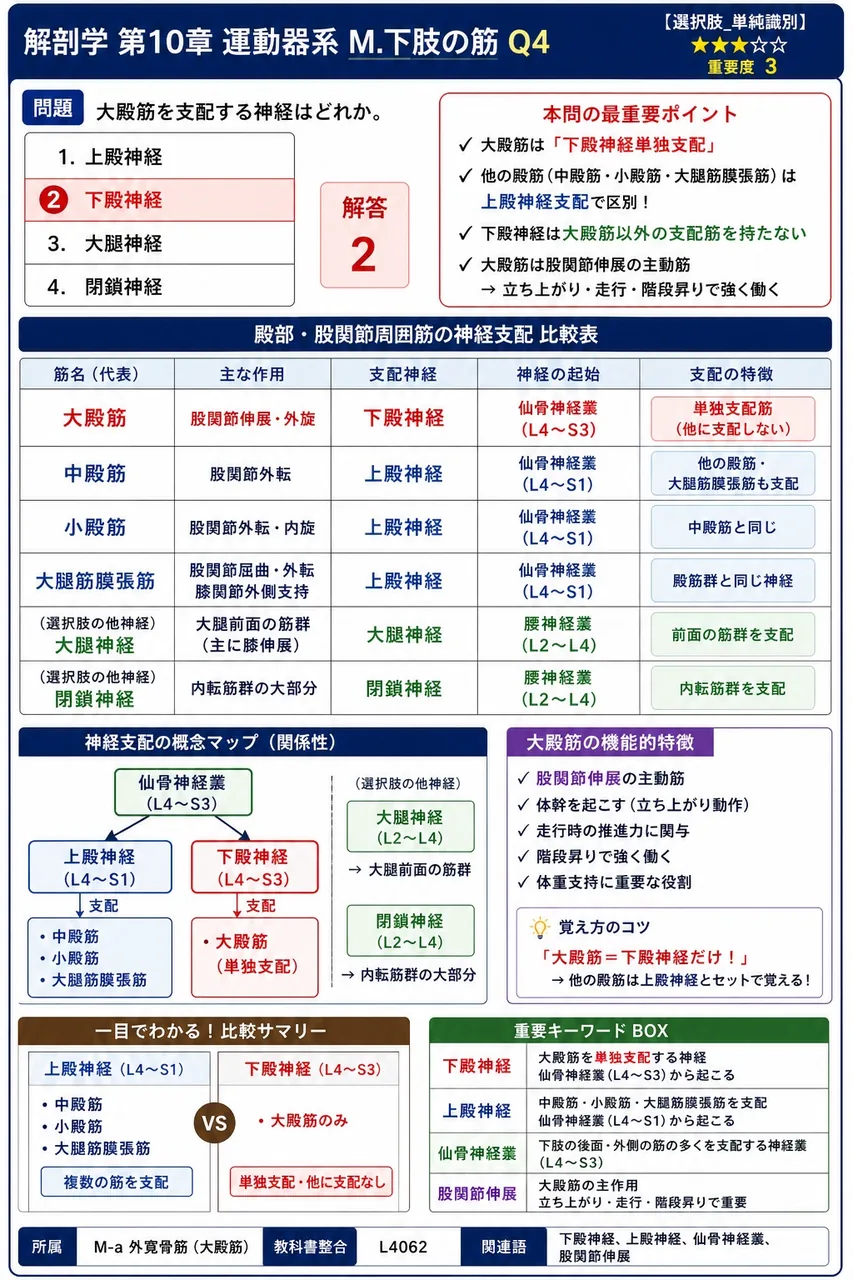 大殿筋を支配する神経はどれか。 解説図