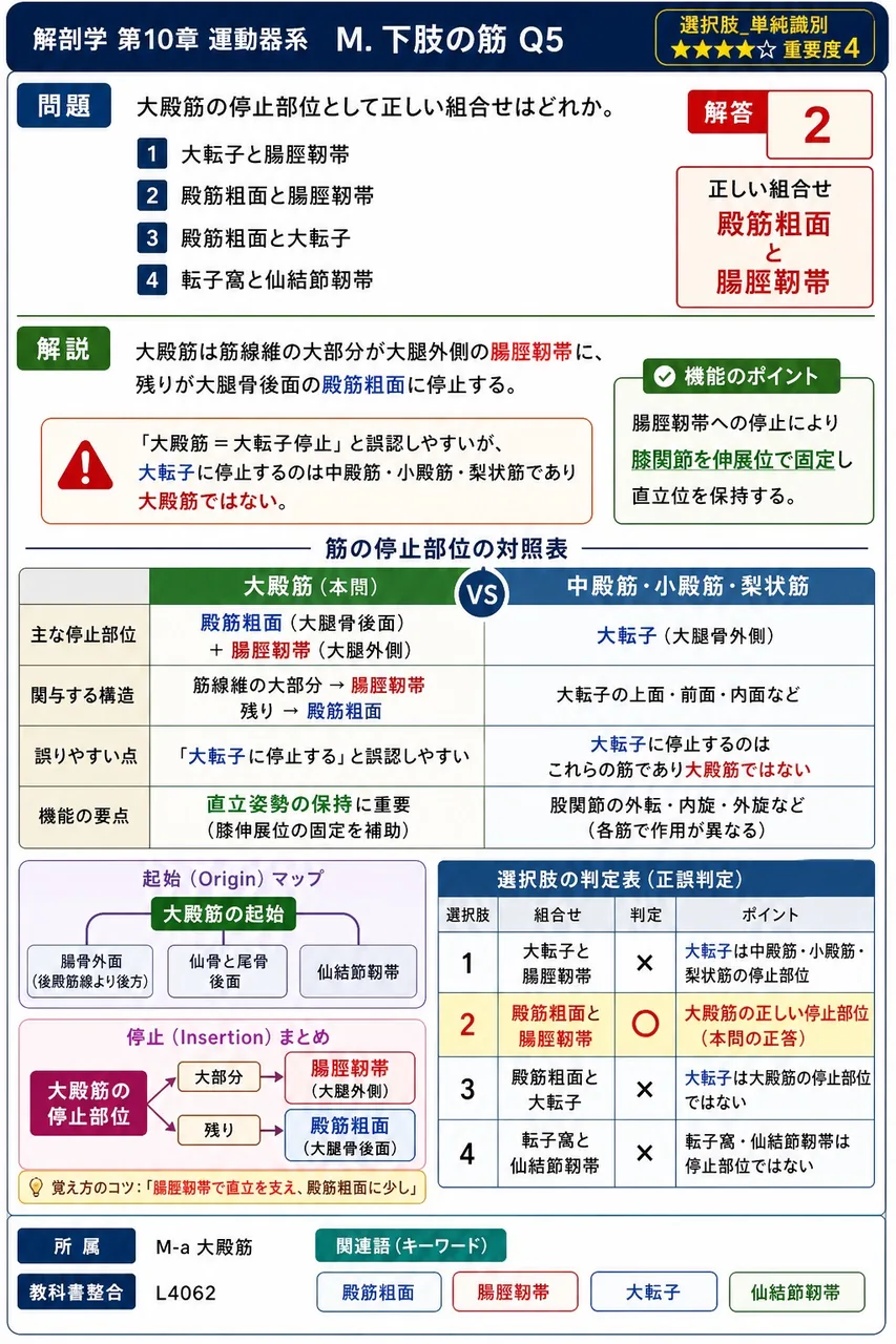 大殿筋の停止部位として正しい組合せはどれか。 解説図