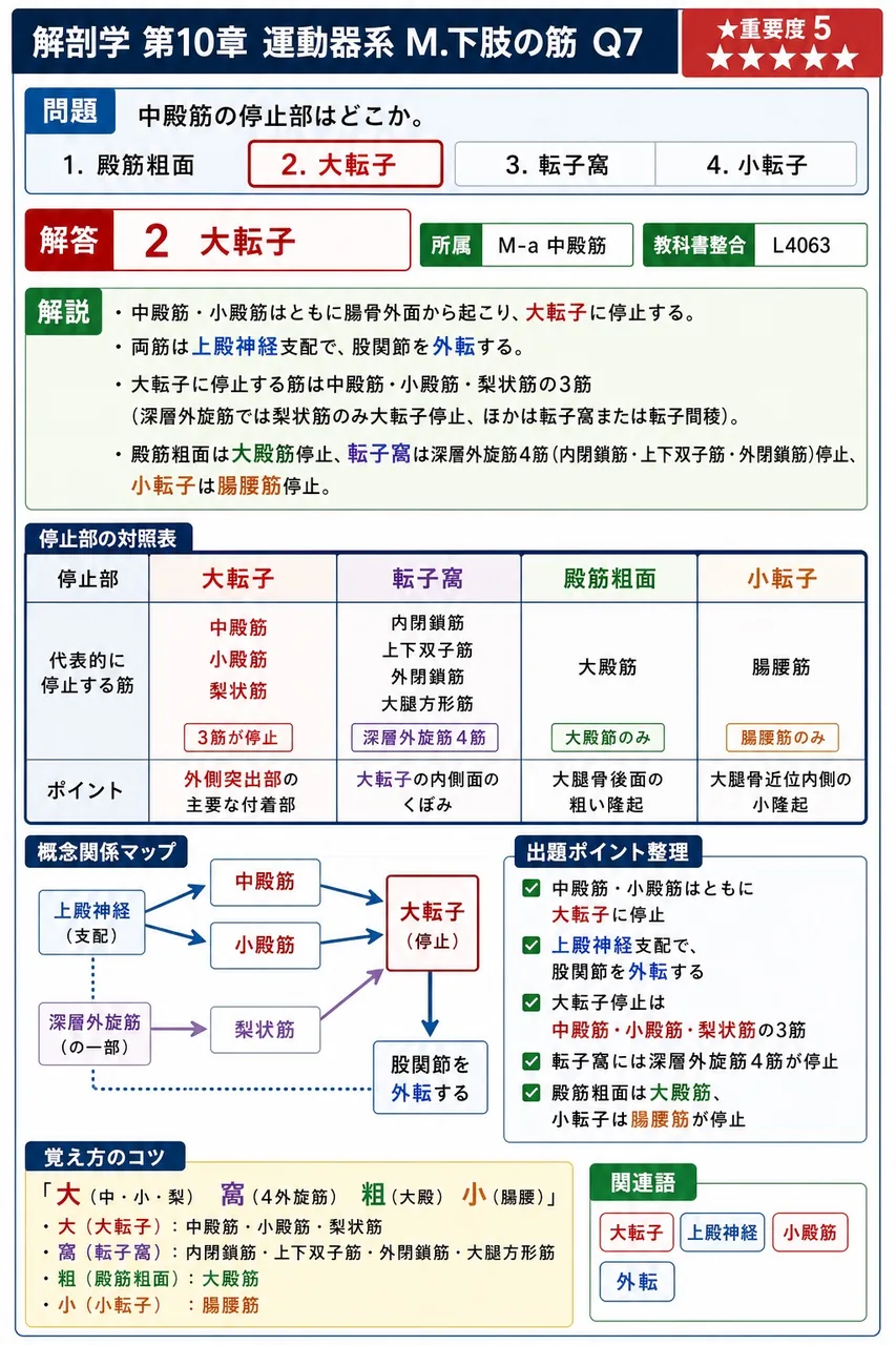 中殿筋の停止部はどこか。 解説図