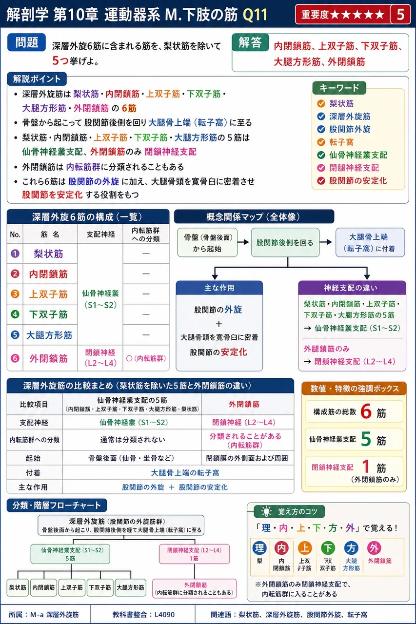 深層外旋6筋に含まれる筋を、梨状筋を除いて5つ挙げよ。 解説図
