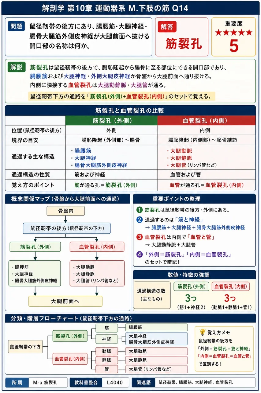 鼠径靭帯の後方にあり、腸腰筋・大腿神経・腸骨大腿筋外側皮神経が大腿前面へ抜ける開口部の名称は何か。 解説図