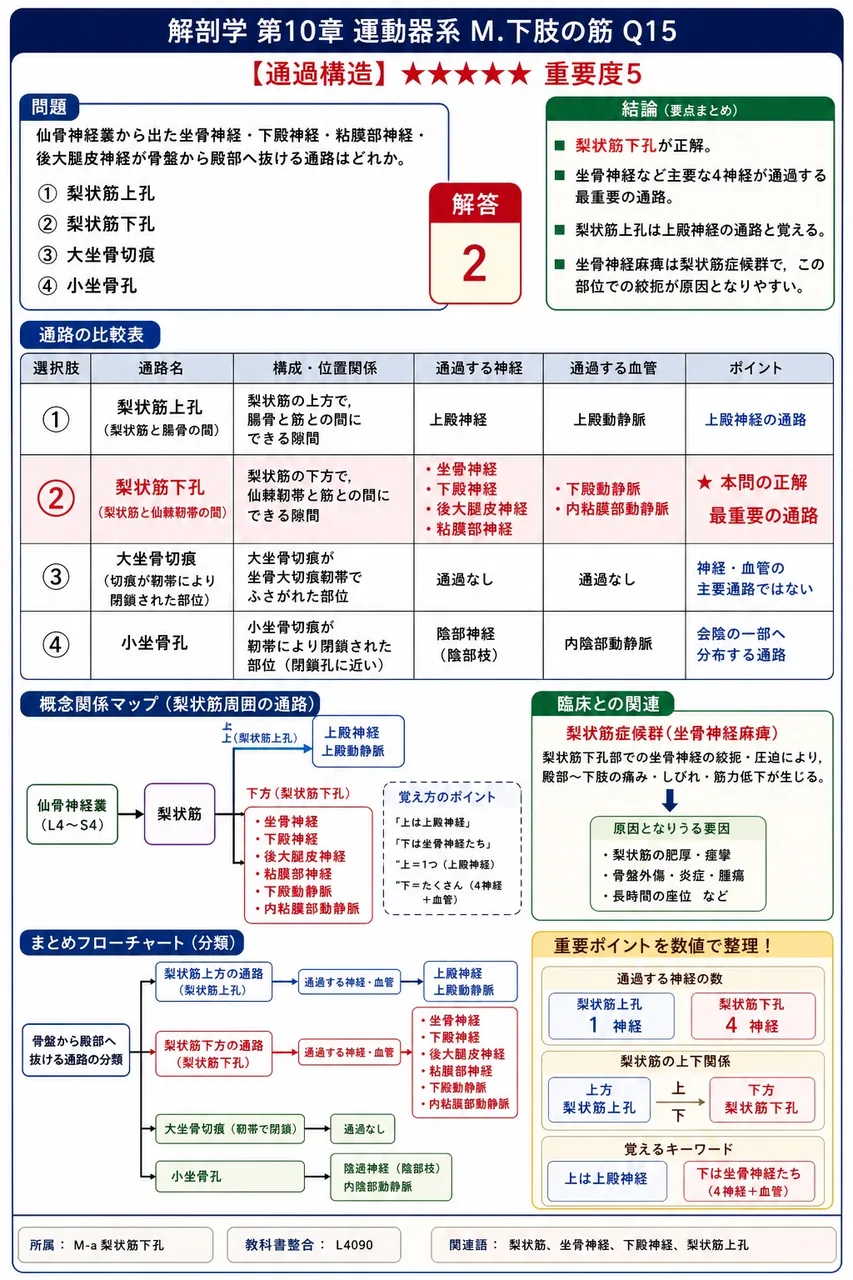 仙骨神経叢から出た坐骨神経・下殿神経・陰部神経・後大腿皮神経が骨盤から殿部へ抜ける通路はどれか。 解説図