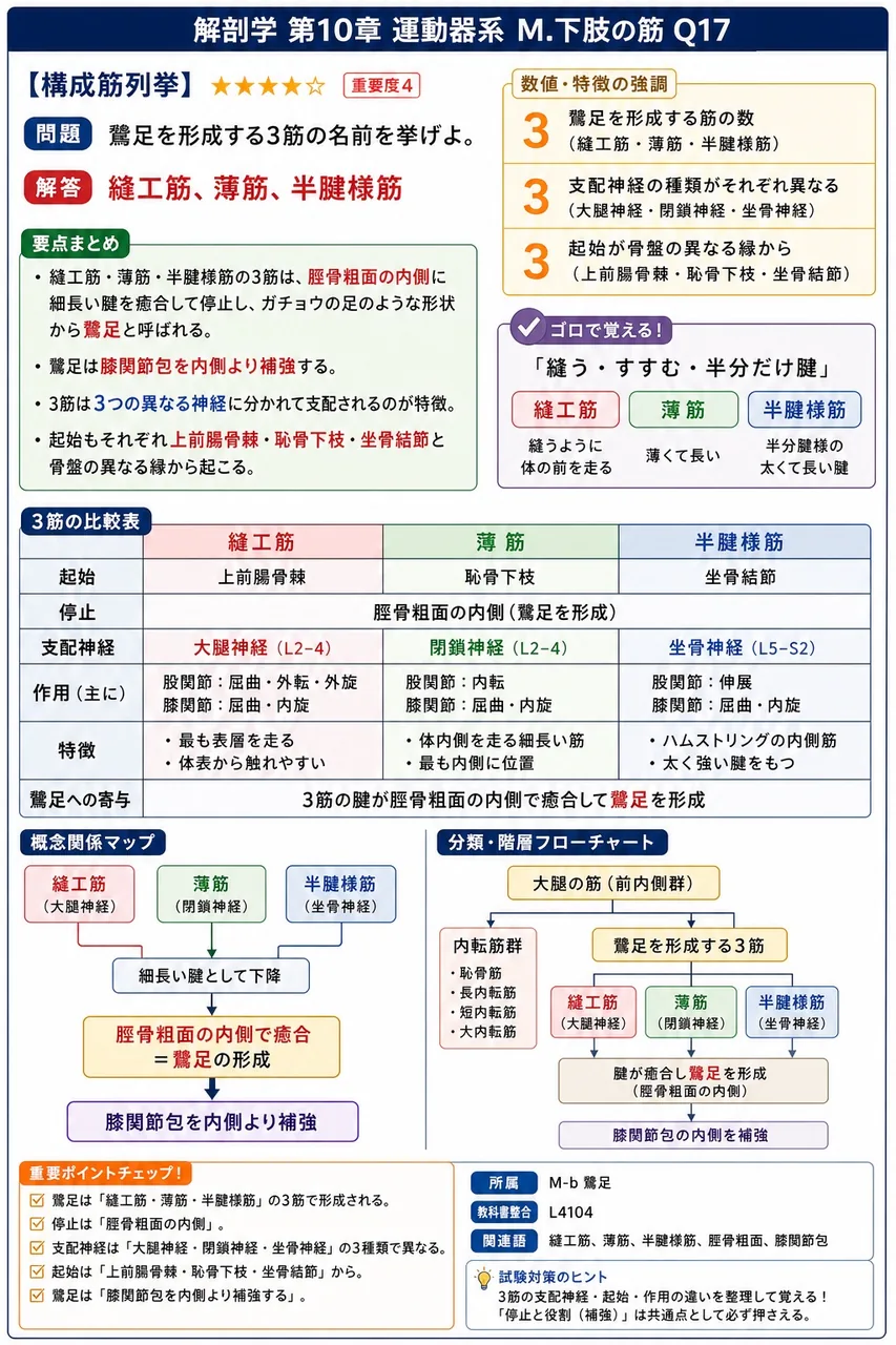 鵞足を形成する3筋の名前を挙げよ。 解説図