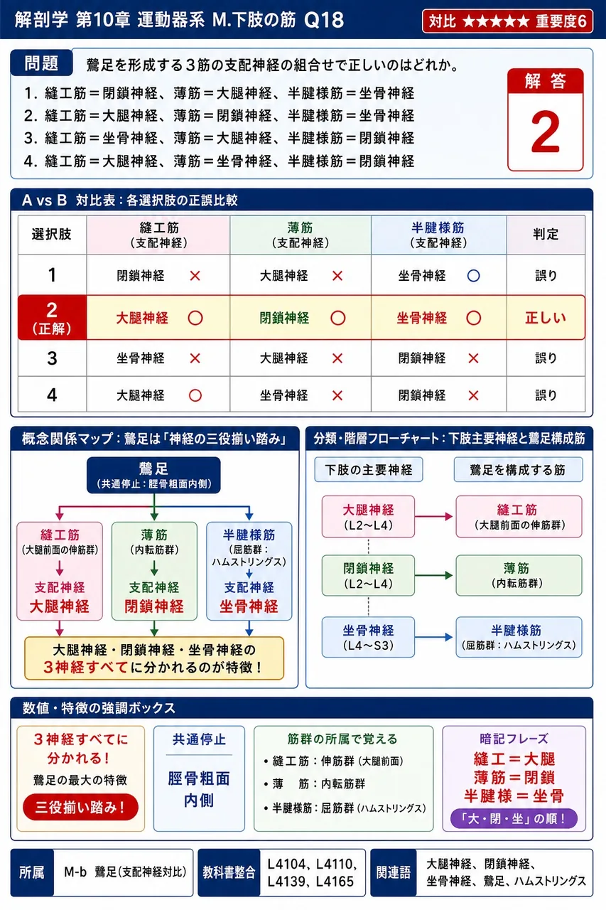鵞足を形成する3筋の支配神経の組合せで正しいのはどれか。 解説図