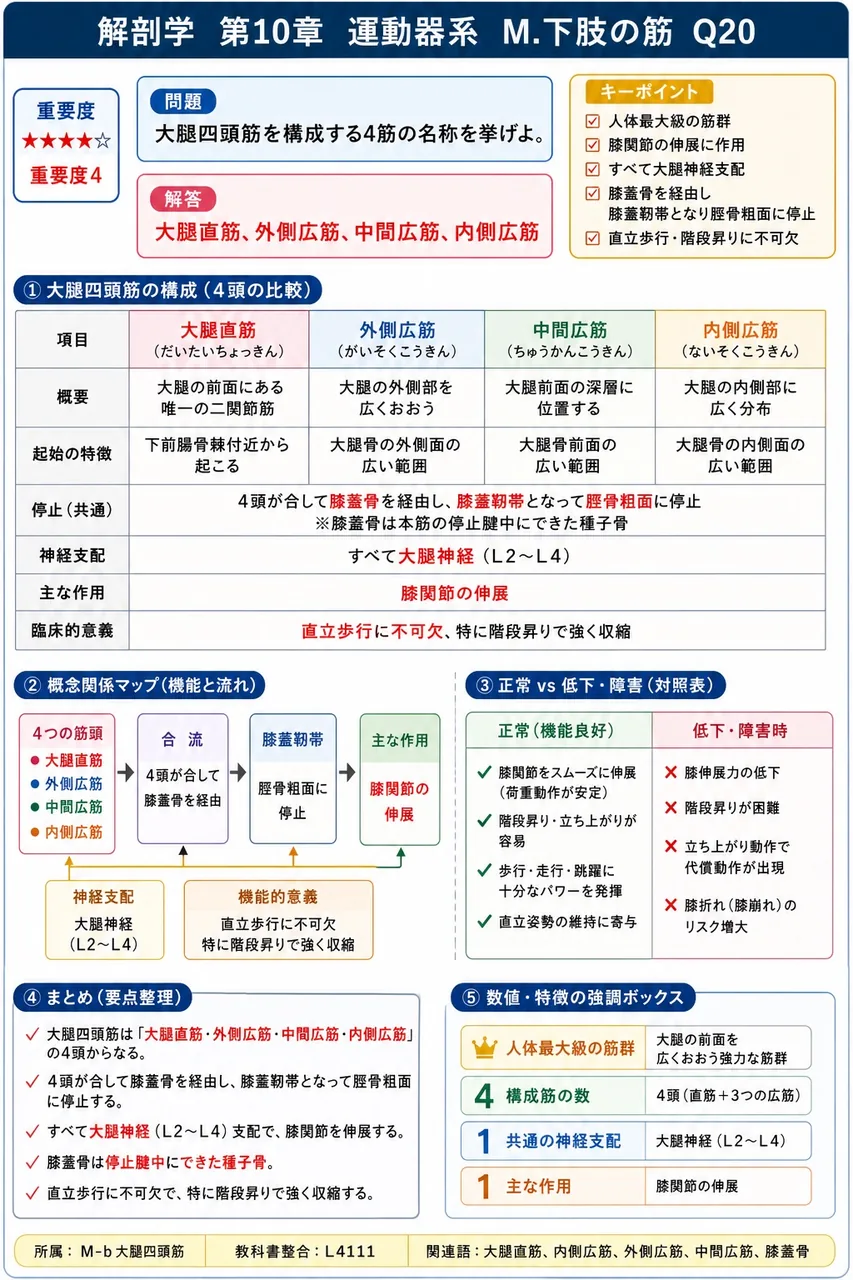 大腿四頭筋を構成する4筋の名称を挙げよ。 解説図