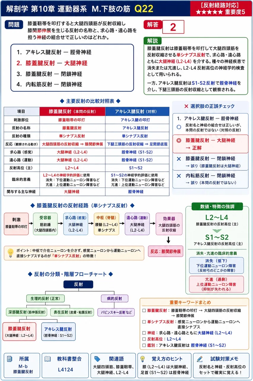 膝蓋靭帯を叩打すると大腿四頭筋が反射収縮し膝関節伸展を生じる反射の名称と、求心路・遠心路を担う神経の組合せで正しいのはどれか。 解説図