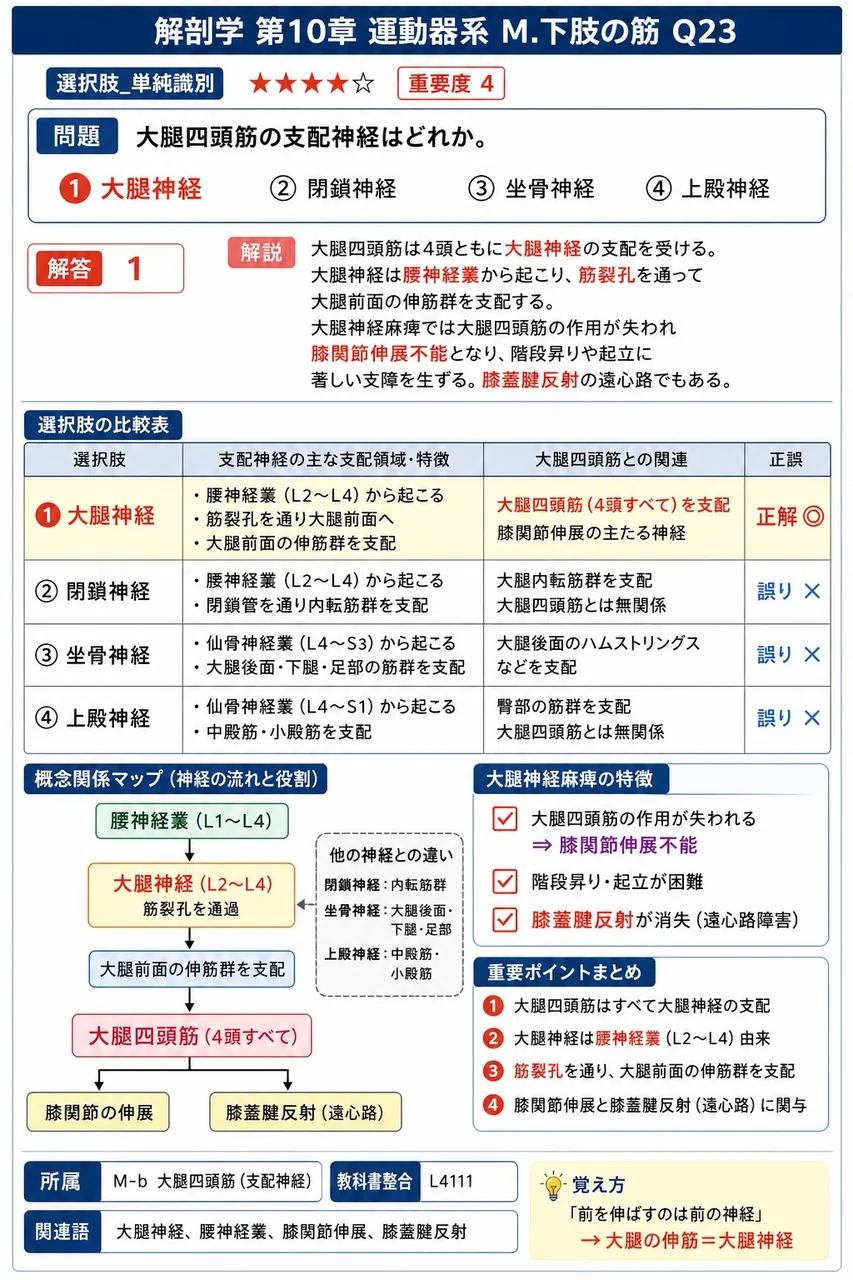 大腿四頭筋の支配神経はどれか。 解説図