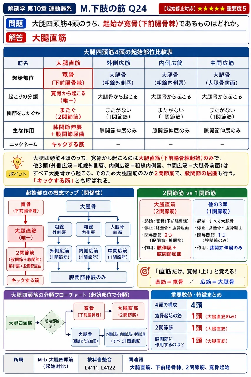 大腿四頭筋4頭のうち、起始が寛骨(下前腸骨棘)であるものはどれか。 解説図