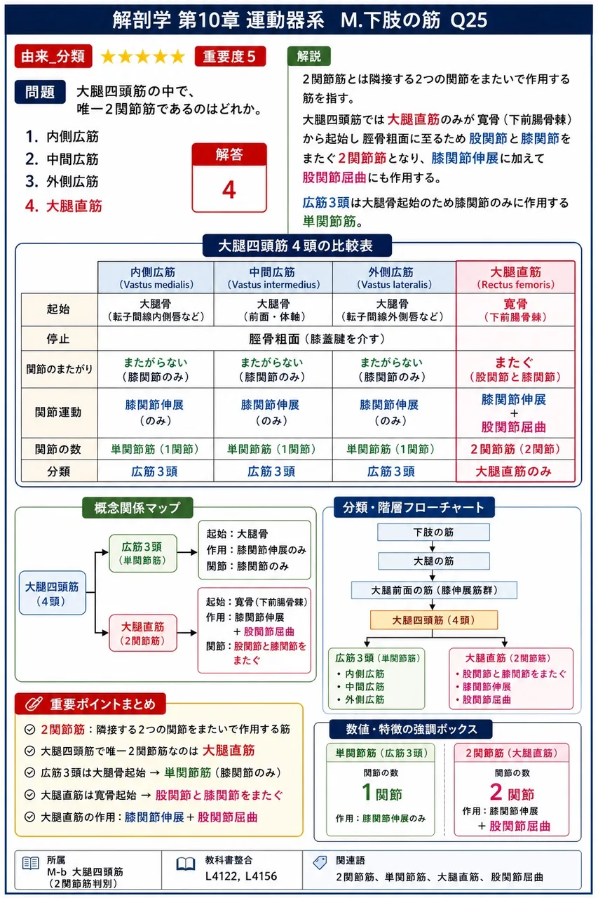 大腿四頭筋の中で、唯一2関節筋であるのはどれか。 解説図