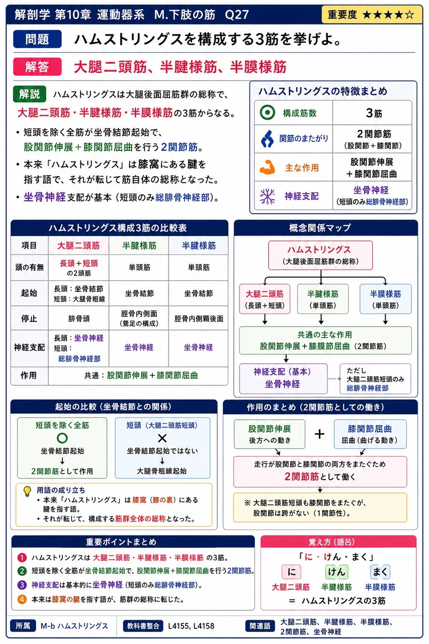 ハムストリングスを構成する3筋を挙げよ。 解説図
