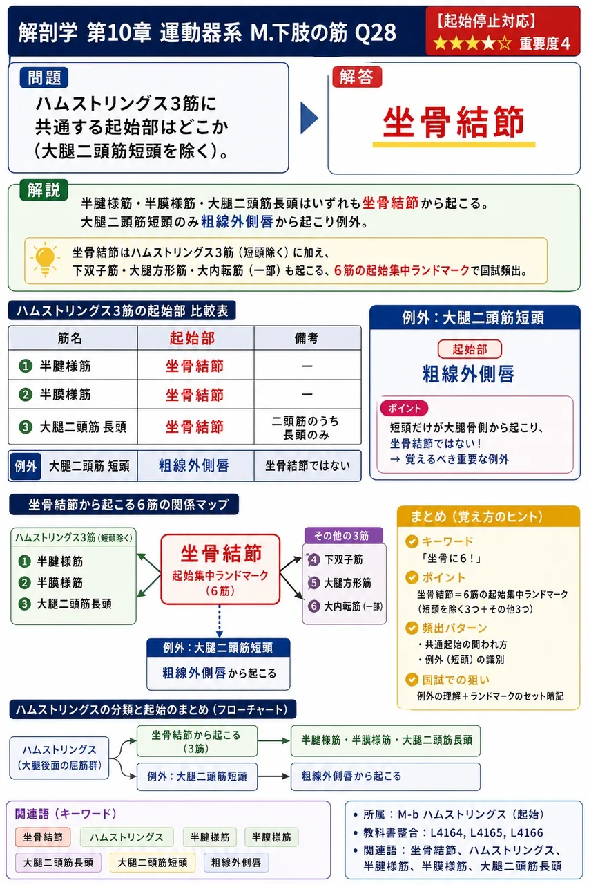 ハムストリングス3筋に共通する起始部はどこか(大腿二頭筋短頭を除く)。 解説図