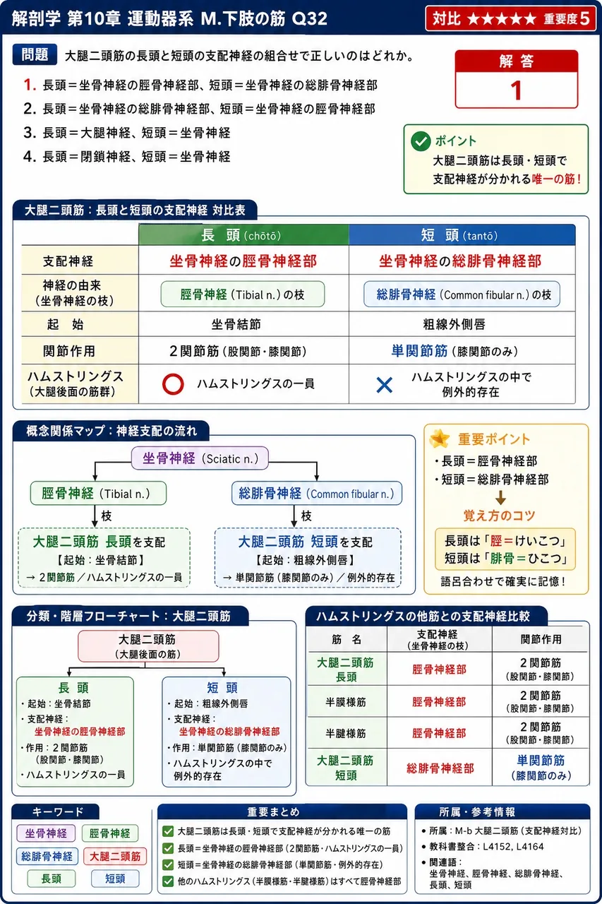 大腿二頭筋の長頭と短頭の支配神経の組合せで正しいのはどれか。 解説図
