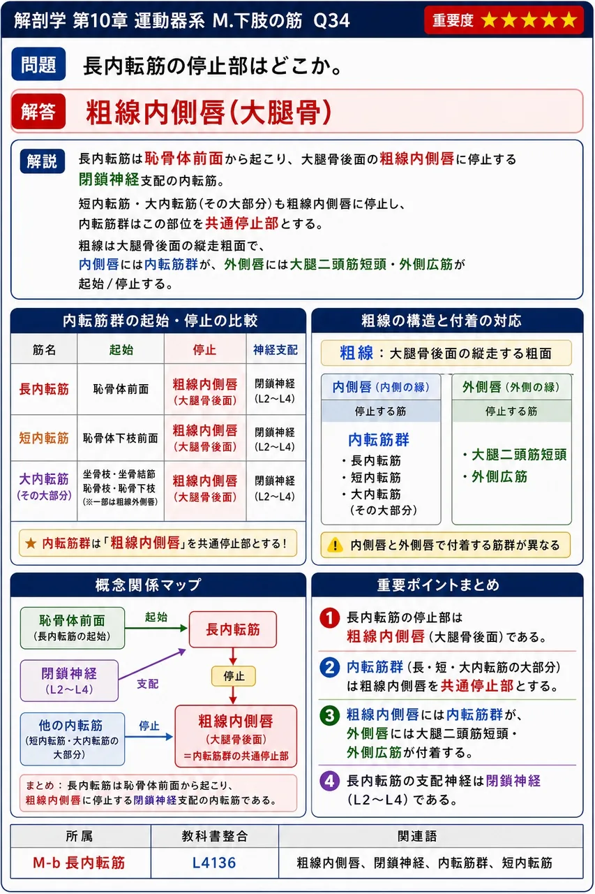 長内転筋の停止部はどこか。 解説図