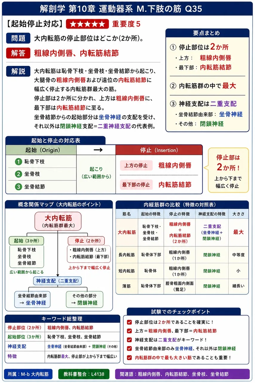 大内転筋の停止部位はどこか(2か所)。 解説図