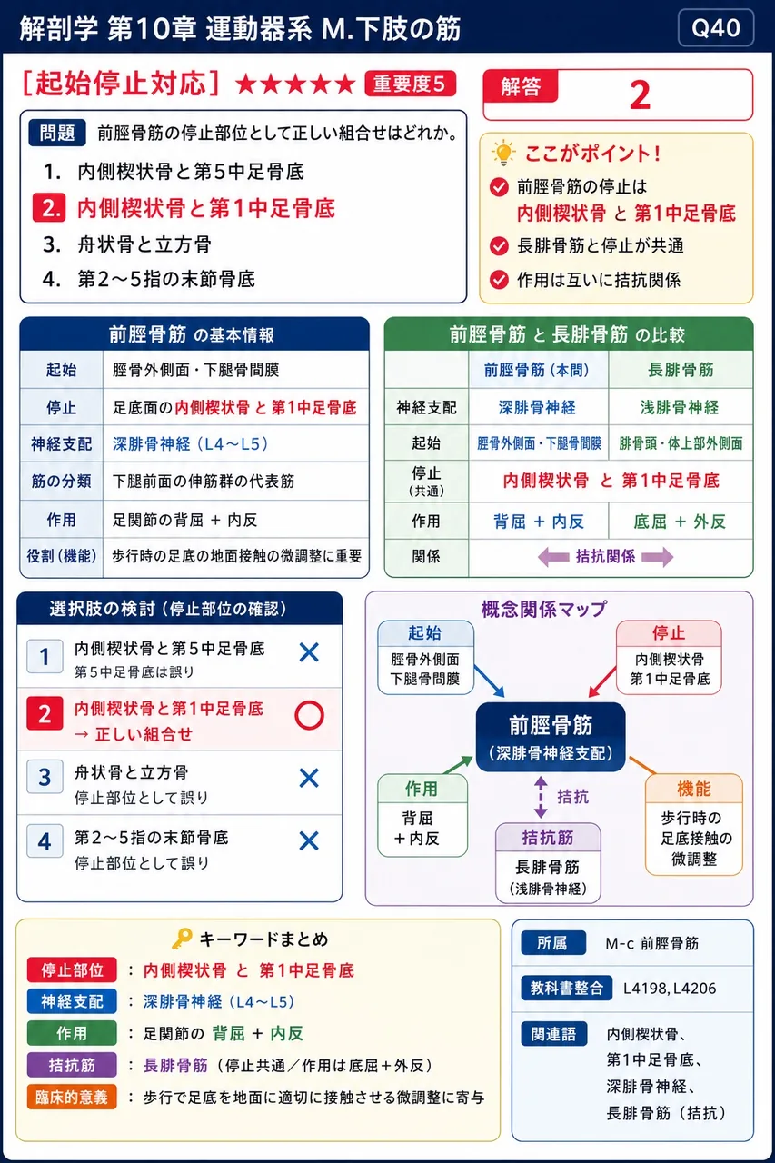 前脛骨筋の停止部位として正しい組合せはどれか。 解説図