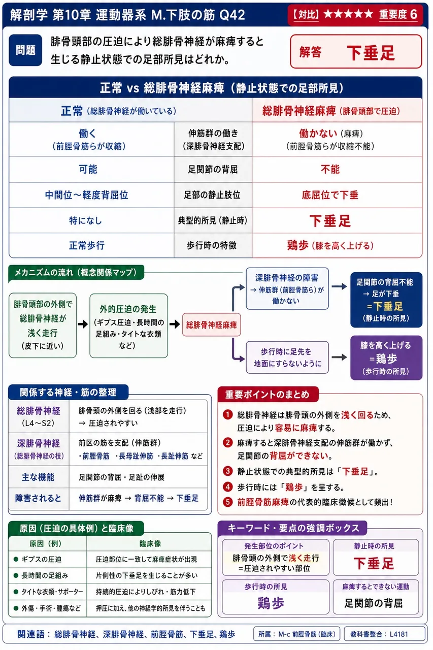 腓骨頭部の圧迫により総腓骨神経が麻痺すると生じる静止状態での足部所見はどれか。 解説図