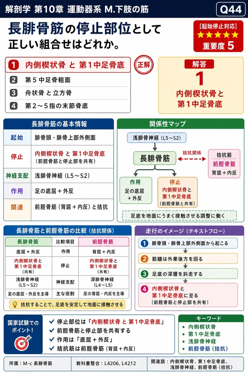 長腓骨筋の停止部位として正しい組合せはどれか。 解説図