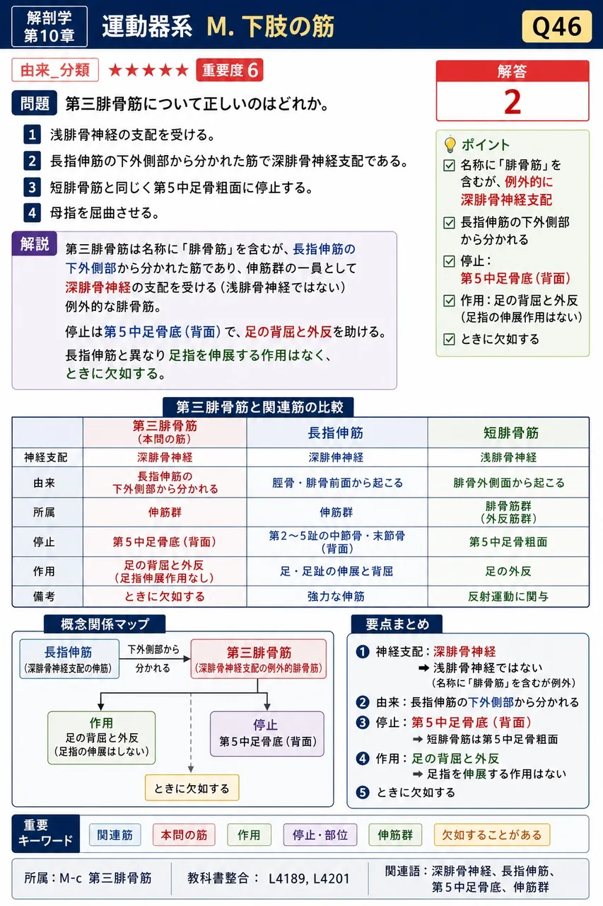 第三腓骨筋について正しいのはどれか。 解説図