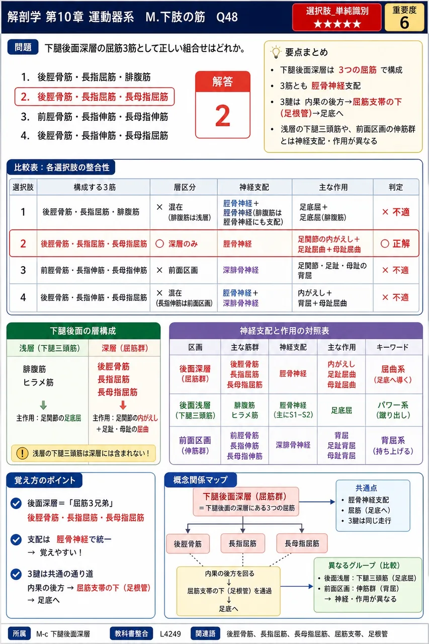 下腿後面深層の屈筋3筋として正しい組合せはどれか。 解説図