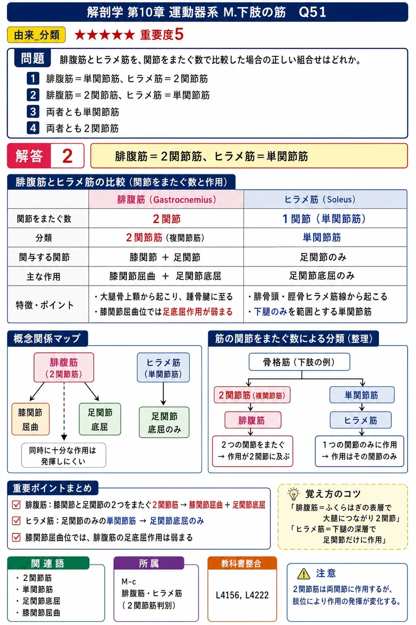 腓腹筋とヒラメ筋を、関節をまたぐ数で比較した場合の正しい組合せはどれか。 解説図