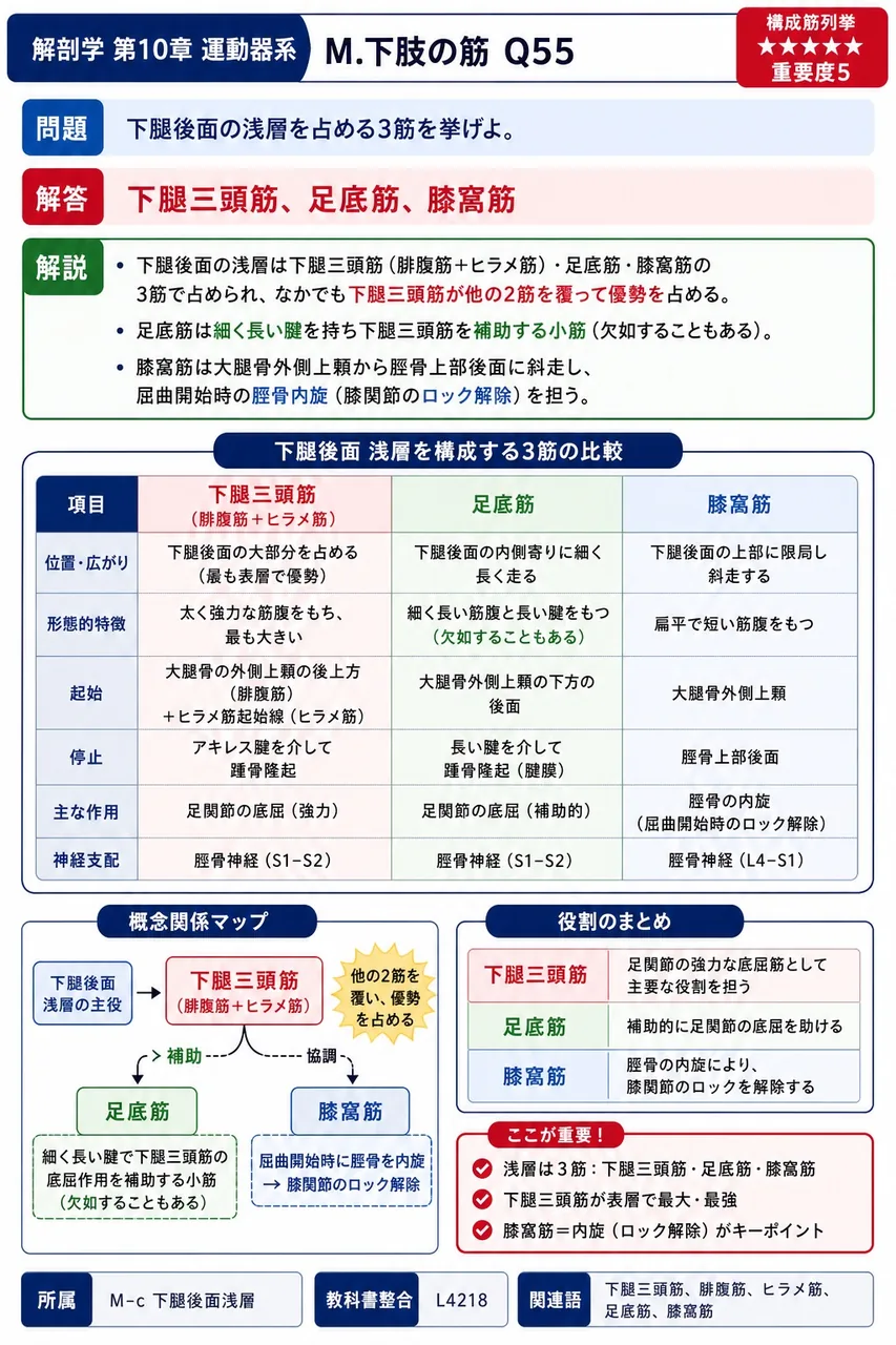 下腿後面の浅層を占める3筋を挙げよ。 解説図
