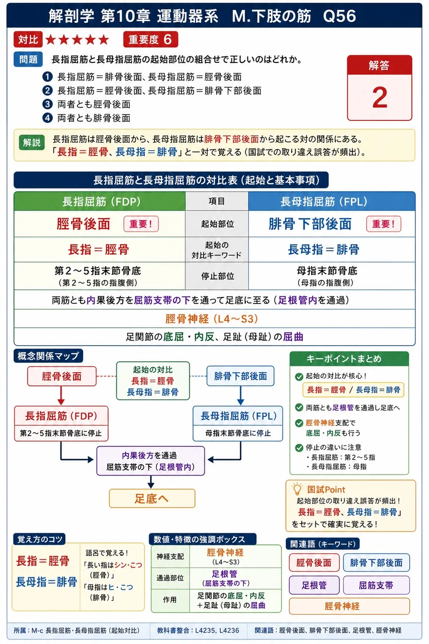 長指屈筋と長母指屈筋の起始部位の組合せで正しいのはどれか。 解説図