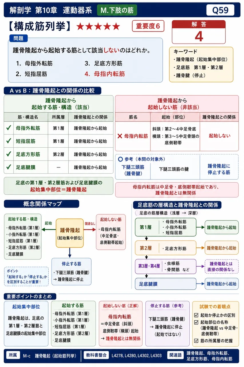 踵骨隆起から起始する筋として該当しないのはどれか。 解説図