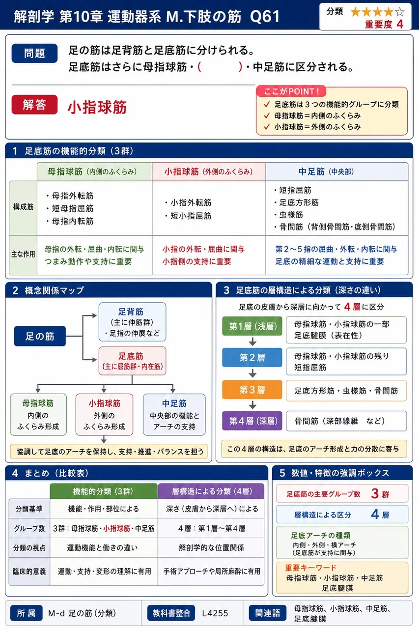 足の筋は足背筋と足底筋に分けられる。足底筋はさらに母指球筋・( )・中足筋に区分される。 解説図