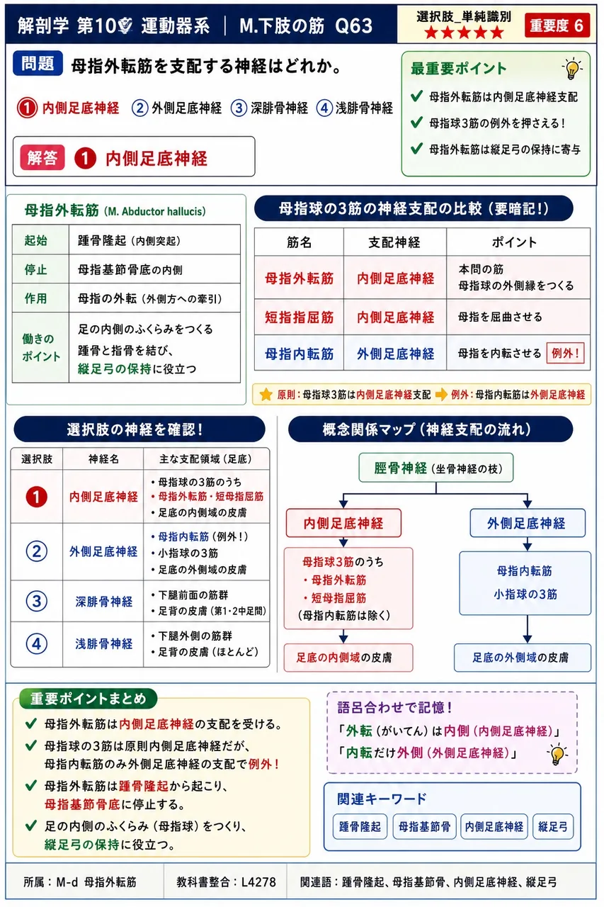 母指外転筋を支配する神経はどれか。 解説図