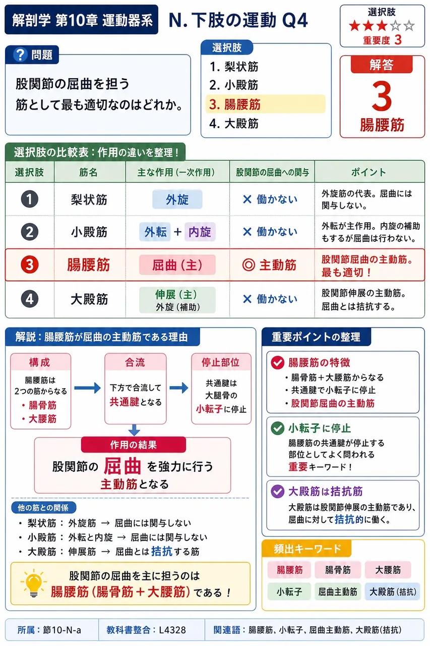 股関節の屈曲を担う筋として最も適切なのはどれか。 解説図