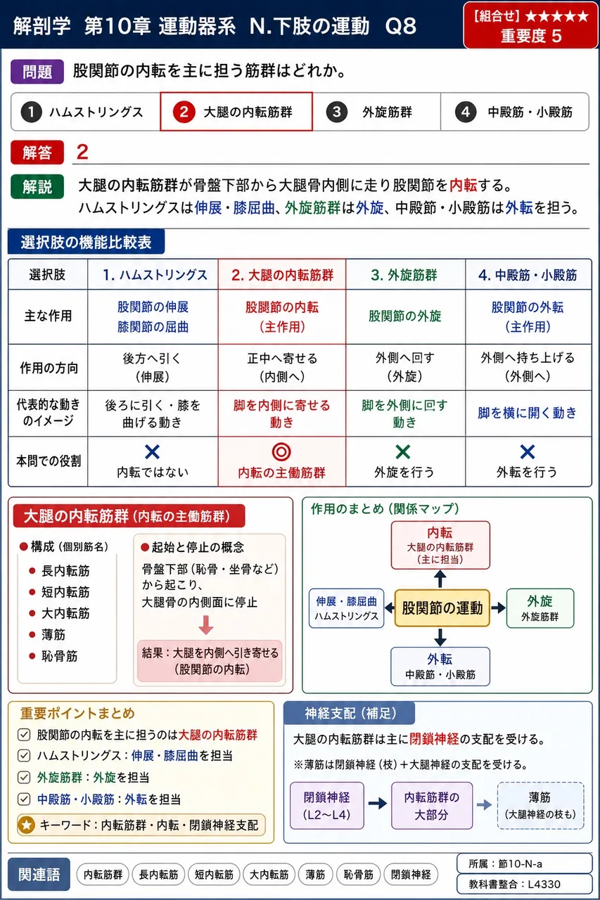 股関節の内転を主に担う筋群はどれか。 解説図
