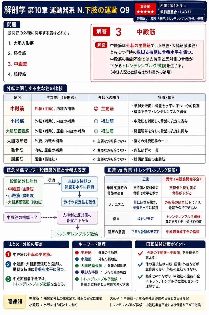 股関節の外転に関与する筋はどれか。 解説図