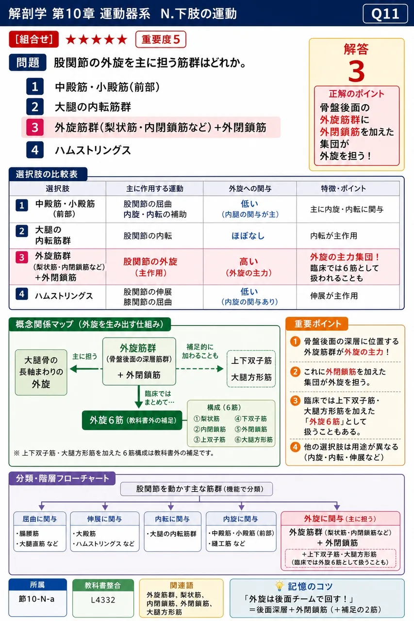 股関節の外旋を主に担う筋群はどれか。 解説図