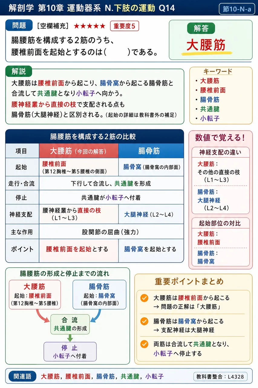 腸腰筋を構成する2筋のうち、腰椎前面を起始とするのは( )である。 解説図