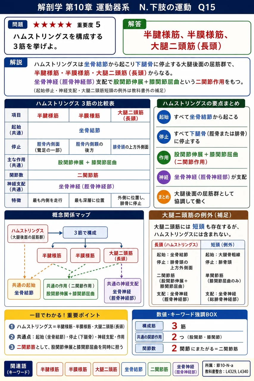 ハムストリングスを構成する3筋を挙げよ。 解説図