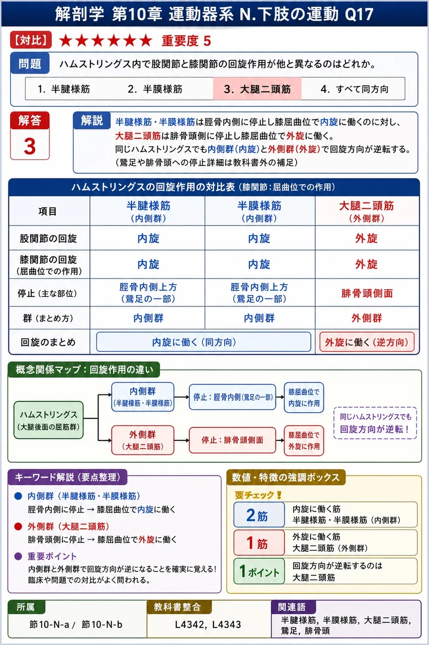 ハムストリングス内で股関節と膝関節の回旋作用が他と異なるのはどれか。 解説図
