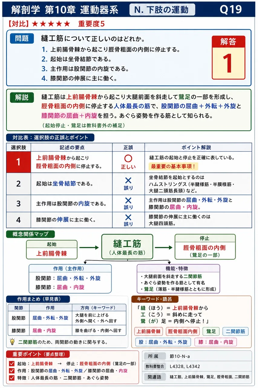 縫工筋について正しいのはどれか。 解説図