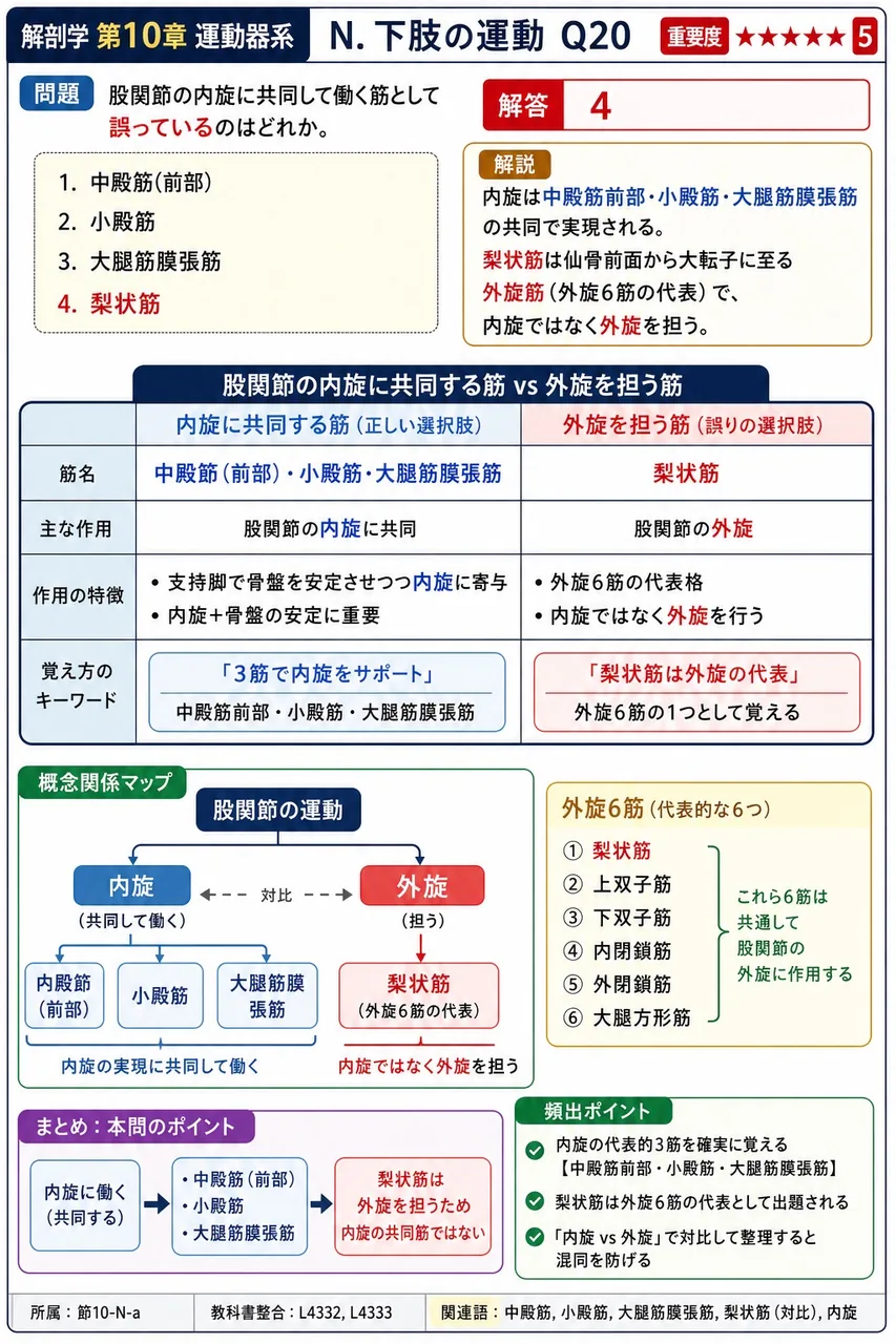 股関節の内旋に共同して働く筋として誤っているのはどれか。 解説図