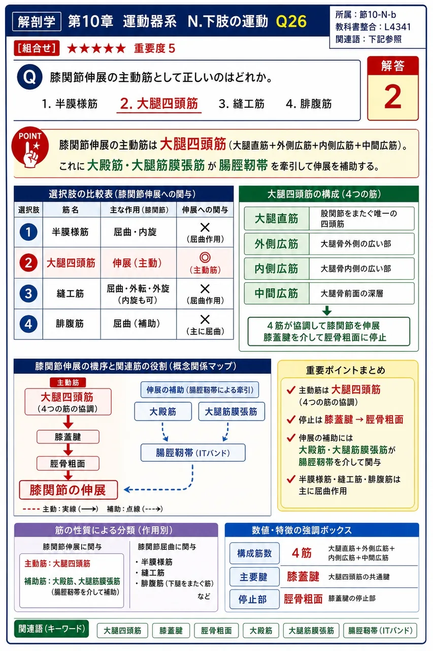 膝関節伸展の主動筋として正しいのはどれか。 解説図