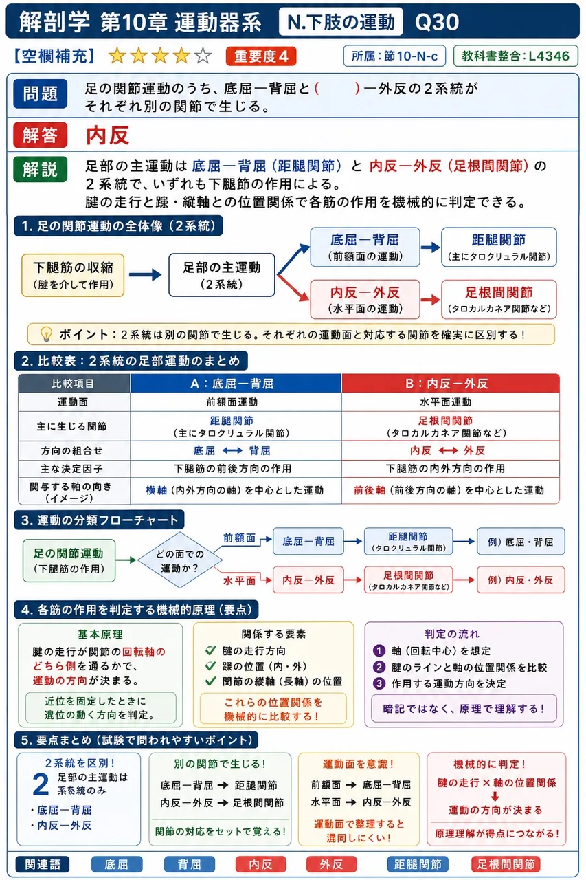 足の関節運動のうち、底屈―背屈と( )―外反の2系統がそれぞれ別の関節で生じる。 解説図