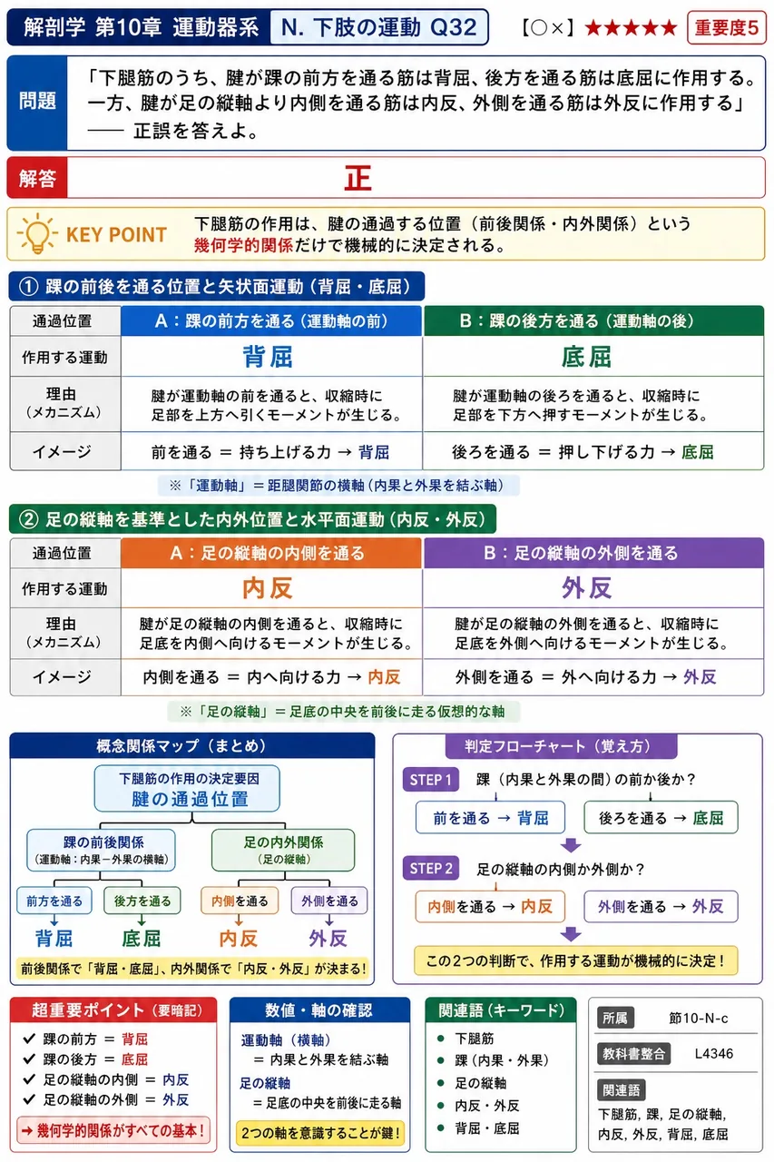 「下腿筋のうち、腱が踝の前方を通る筋は背屈、後方を通る筋は底屈に作用する。一方、腱が足の縦軸より内側を通る筋は内反、外側を通る筋は外反に作用する」── 正誤を答えよ。 解説図