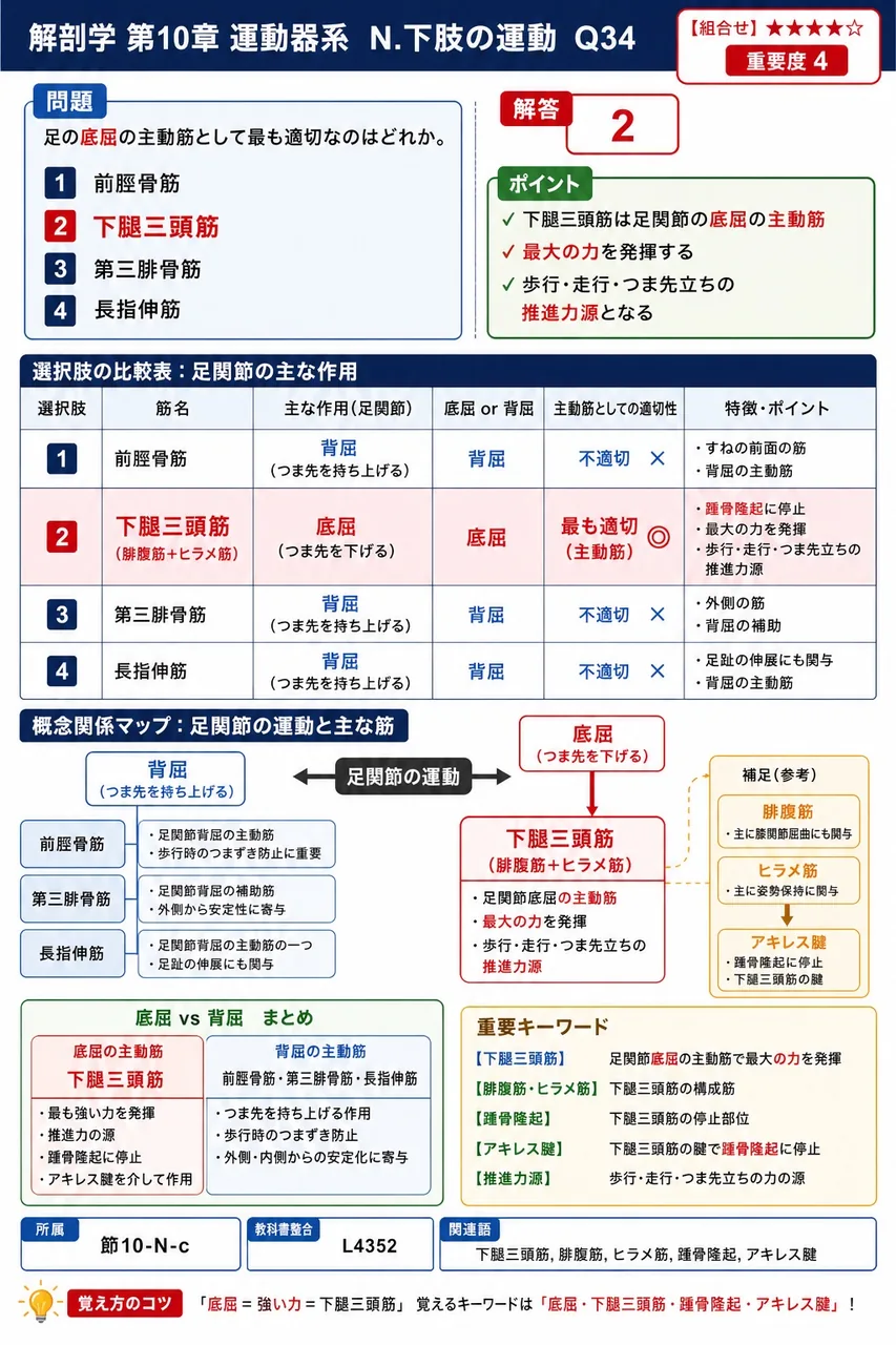 足の底屈の主動筋として最も適切なのはどれか。 解説図