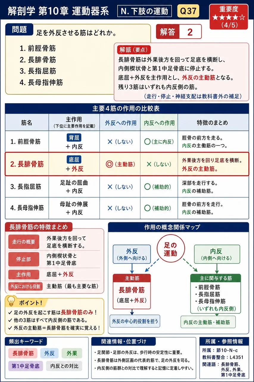 足を外反させる筋はどれか。 解説図