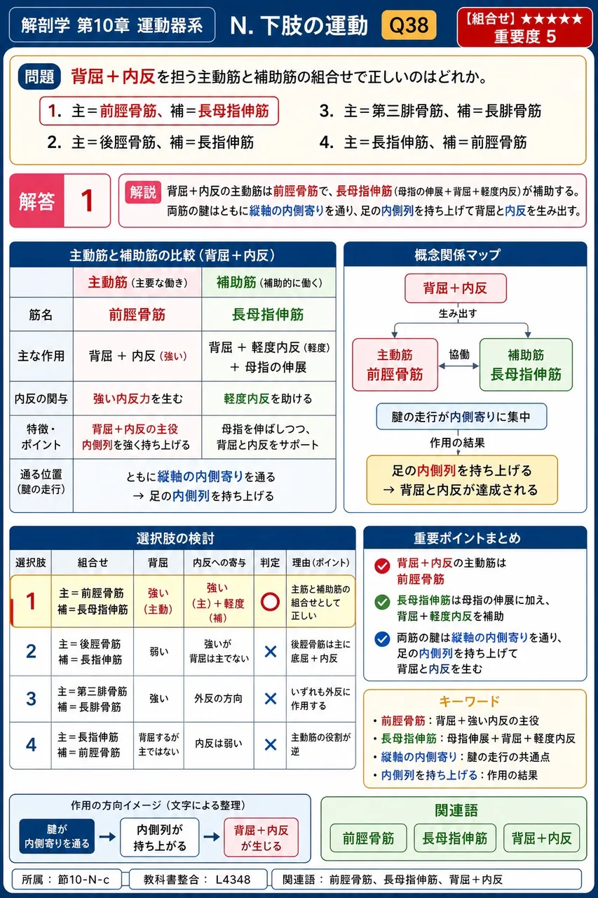 背屈+内反を担う主動筋と補助筋の組合せで正しいのはどれか。 解説図